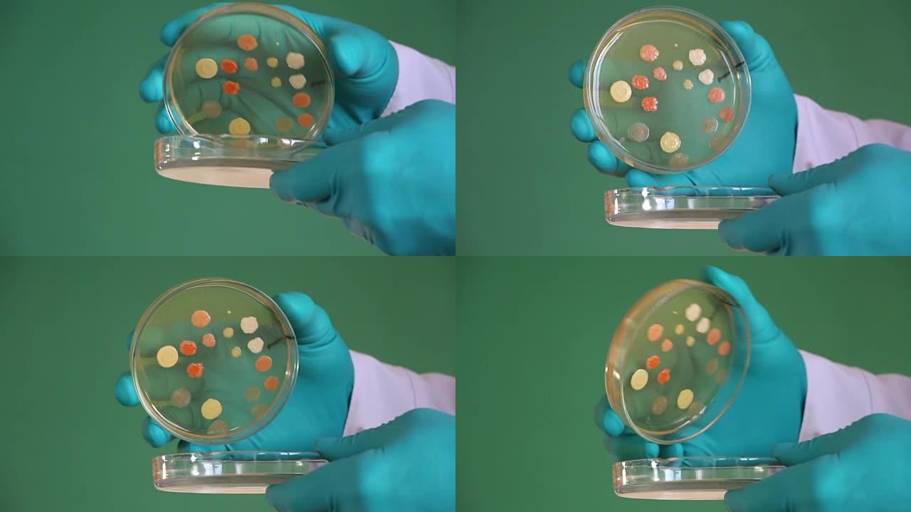 实验室助理开培养皿细菌琼脂
