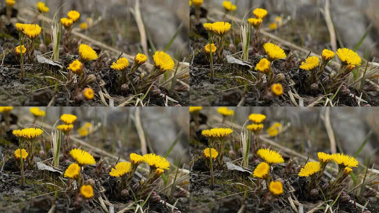 花朵马蹄花。