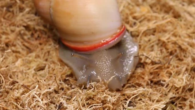 干泥炭藓上的美丽蜗牛。