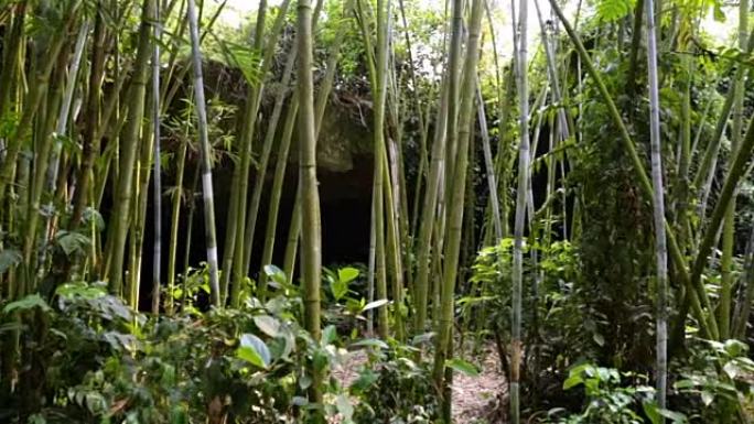 森林中种植竹子的全景