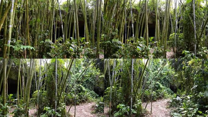 森林中种植竹子的全景