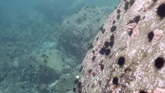 灰海豹在海中水下岩石中游动。