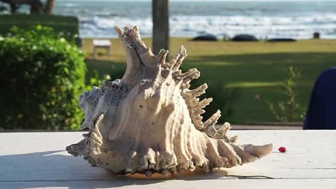 大贝壳装饰在桌子上与海洋海洋背景