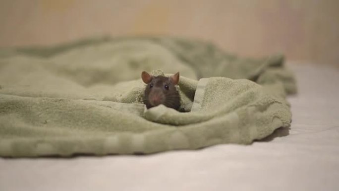 一只有趣的家鼠在毯子上咬了一个洞。洞穴里的老鼠鼻子。黑色的家庭搬运工从房子里找到情报