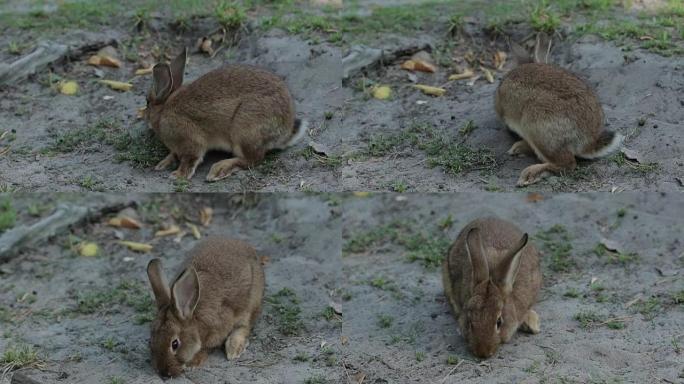 单棕色兔子