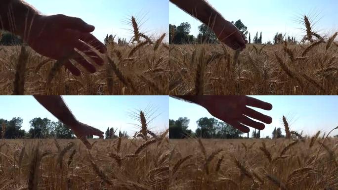 手触摸小麦