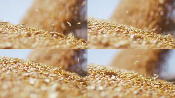 收获后小麦谷物的流动
