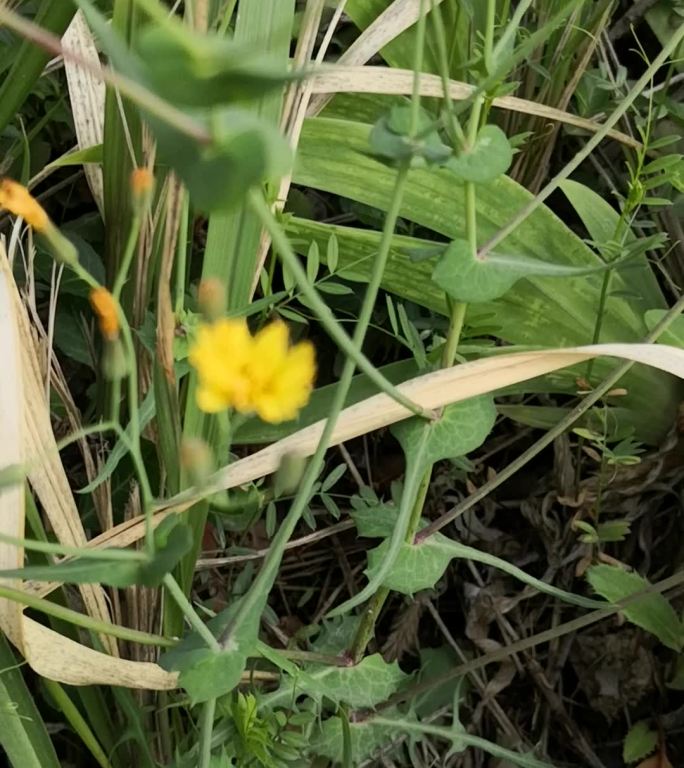 路边的野花