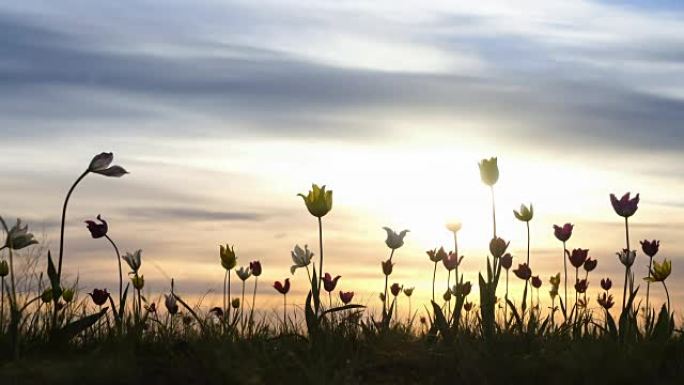 背景天空草地上的野生郁金香。日出。草原在春天复活。
