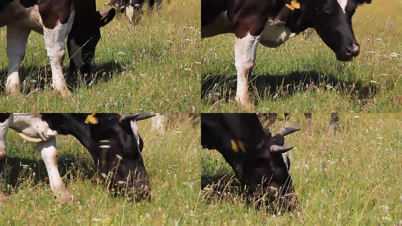 牧场上的母牛。