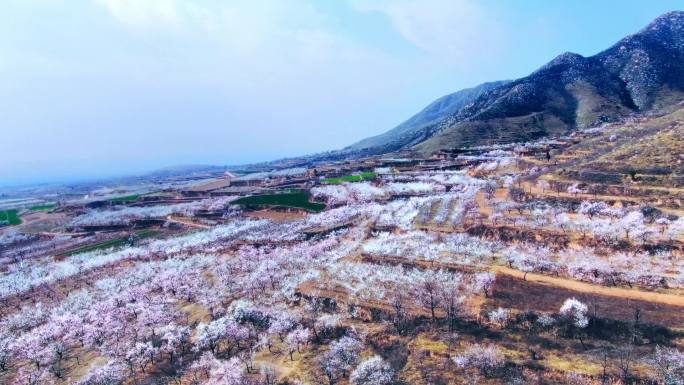 杏花满山杏花袁家村杏花节乡村旅游