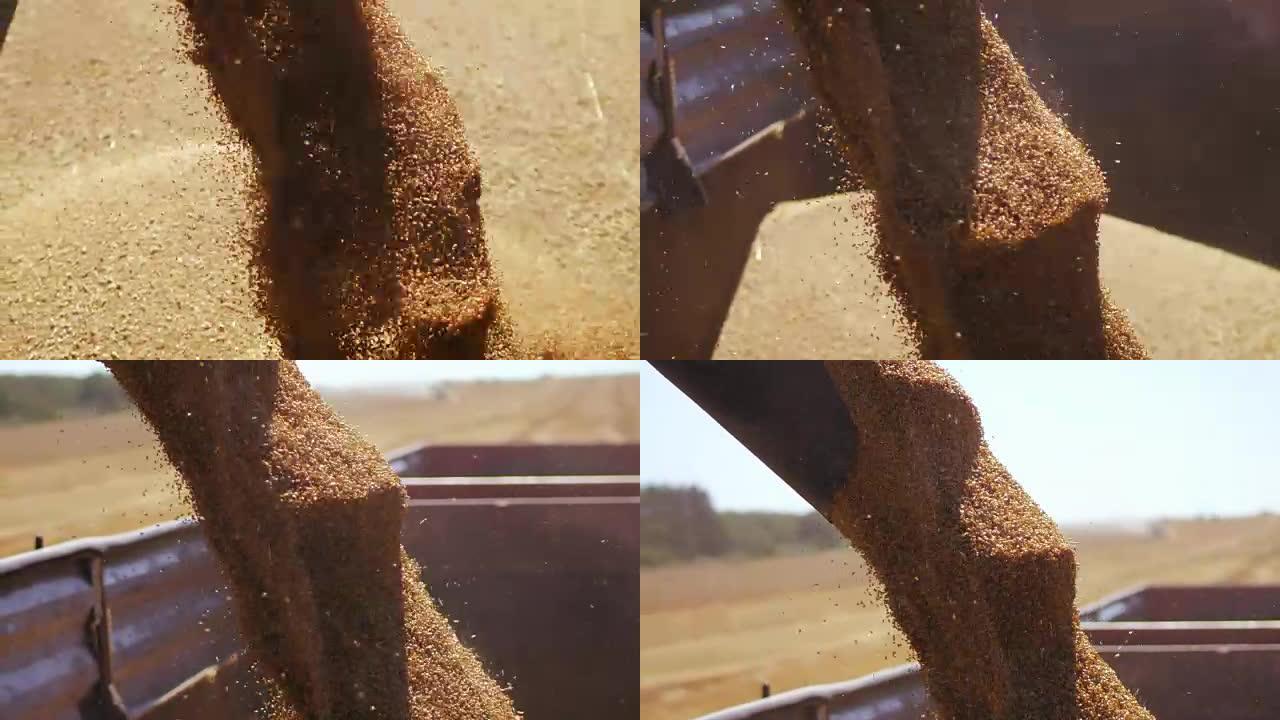 春小麦的谷物正在从收割机倒入卡车