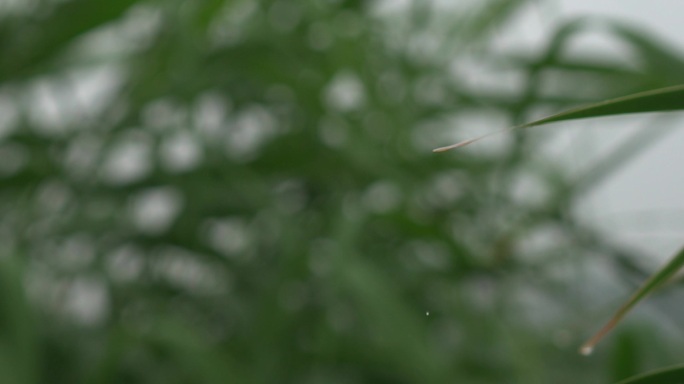 升格下雨雨水雨滴