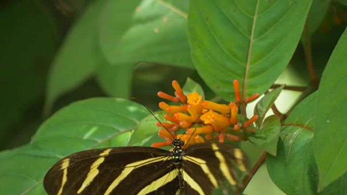 斑马长翼蝴蝶，翅膀折断，落在花上觅食