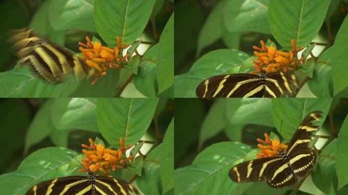斑马长翼蝴蝶，翅膀折断，落在花上觅食