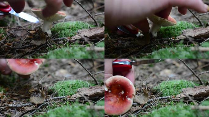 蘑菇红菇。