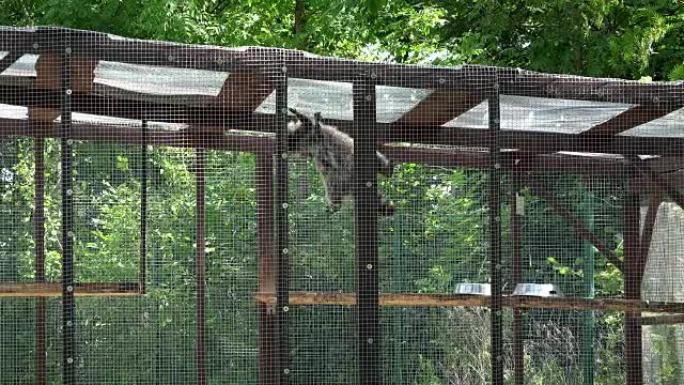 浣熊动物在动物园笼子上攀爬