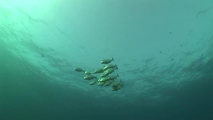 珊瑚生命潜水莫桑比克南非水下视频