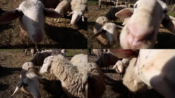 两只同情的绵羊看着和闻到相机