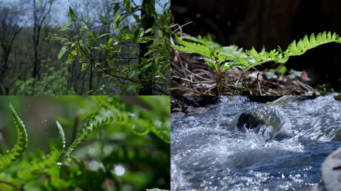 森林蕨类植物河水