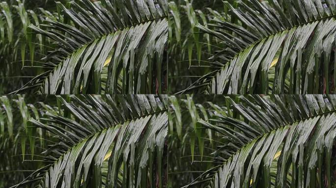 棕榈叶在雨中。哪个声音