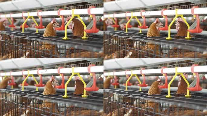 鸡在农场，鸡蛋和家禽生产中喝水。