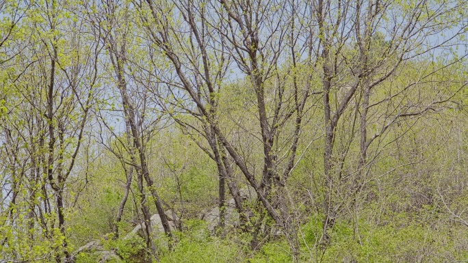4K东北春天的蒙古栎（柞树）
