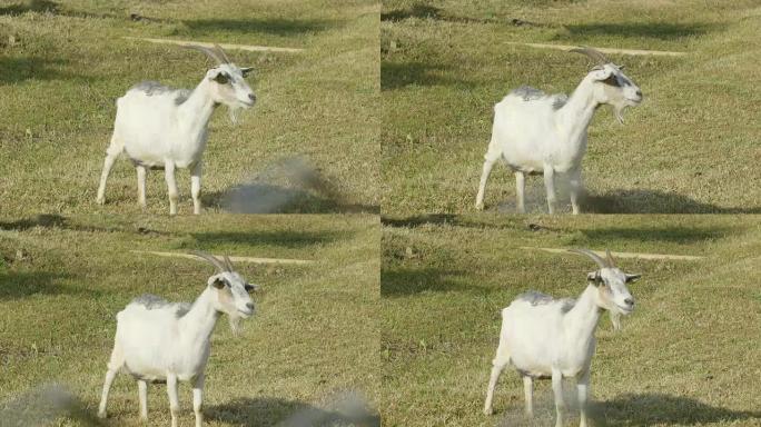 站在农场上的一只白山羊似乎在寻找什么