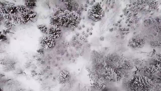 冬季小云杉林人工林航拍视频