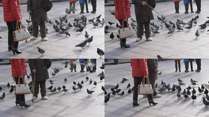 老人的脚用手杖喂养鸽子