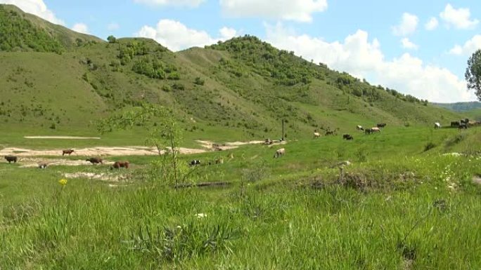 布泽乌-罗马尼亚-带奶牛的乡村景观