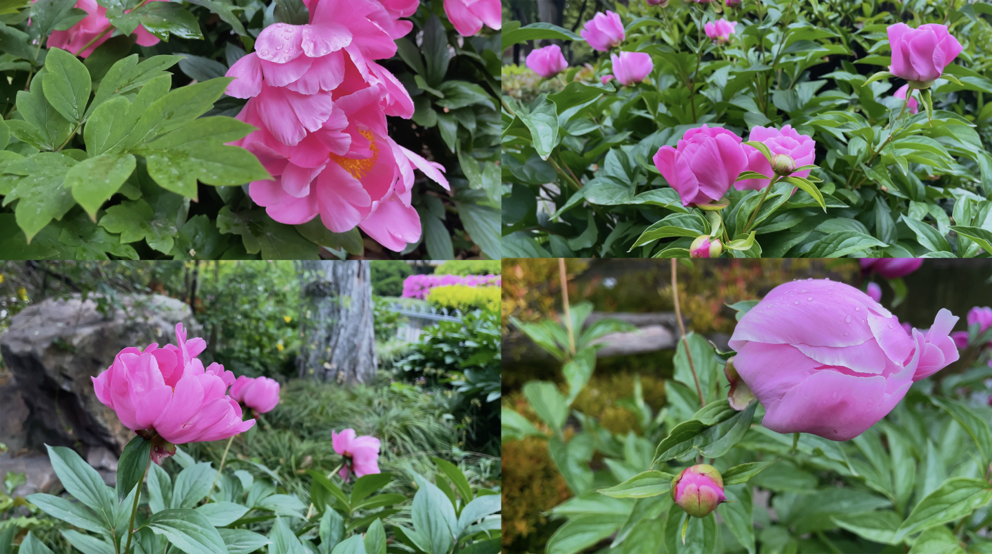 芍药花花特写近景自然风景花朵绿化公园鲜花