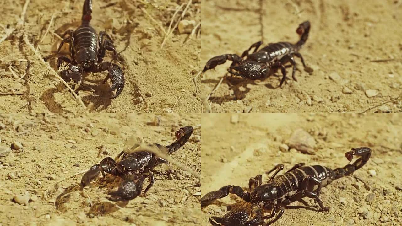 蝎子在地面上奔跑，沙漠。亚洲黑蝎特写镜头。在红色史诗龙数码电影相机上拍摄，配有超定焦镜头。