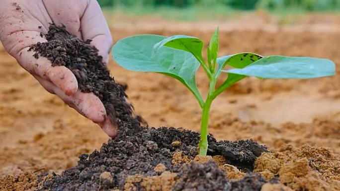 农民手给植物有机腐殖质肥料给植物慢动作