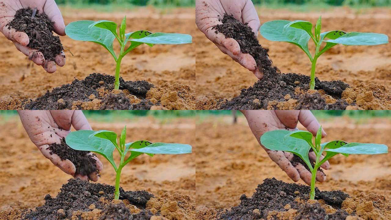 农民手给植物有机腐殖质肥料给植物慢动作