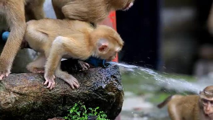 猴子喝水