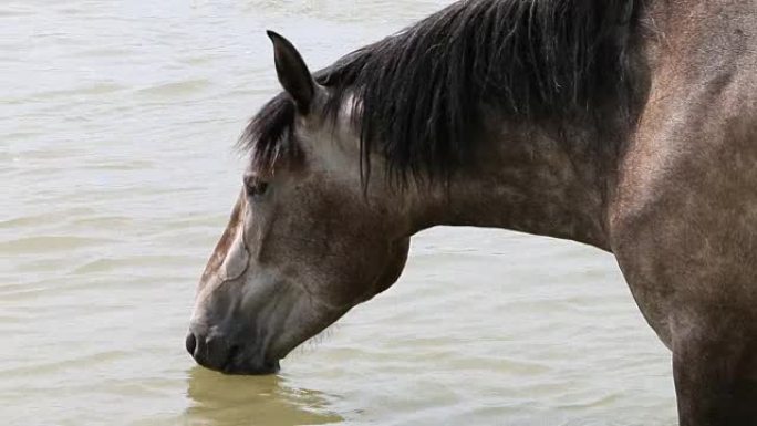 一匹马喝水