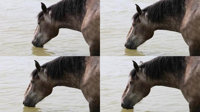 一匹马喝水