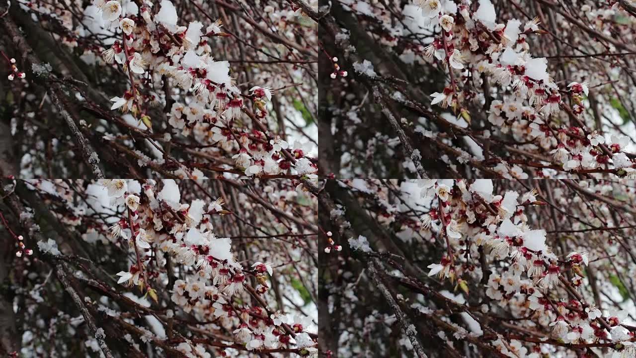 罕见现象。春天下雪。盛开的苹果树的树枝，上面有雪。鲜花上的雪。气候变化
