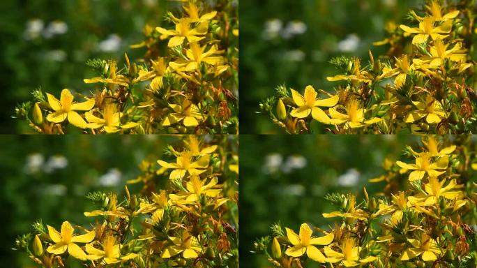 白屈菜、苏格兰麦花在风中