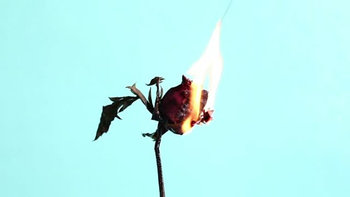 玫瑰着火