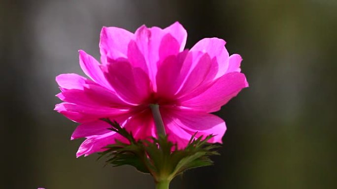 粉色海葵花