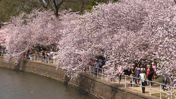 潮汐盆地盛开的樱花树