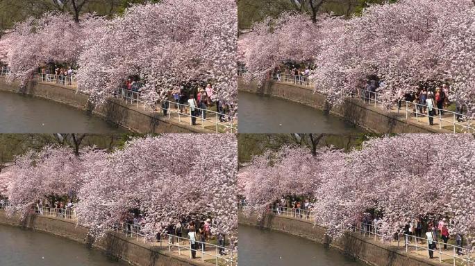 潮汐盆地盛开的樱花树
