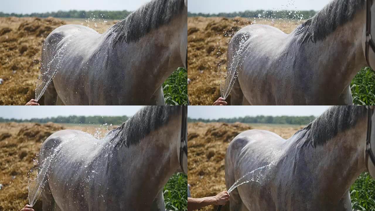 年轻人在室外用水管清洗马匹。马得到清洗。男人在清洗马的身体。Slowmotion,特写