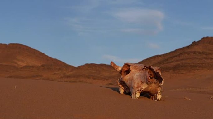 撒哈拉沙漠中的动物头骨
