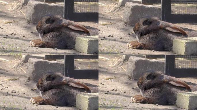 一只躺在地上的小兔子在咀嚼