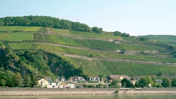 如果莱茵河，台阶山上的葡萄园。