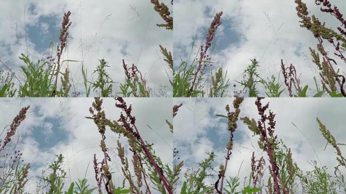 雨后晴朗的蓝天。低角度看野花栗色和蓟 -- 苏格兰的象征。昆虫给野花授粉。多莉开枪了。季节、生态、季