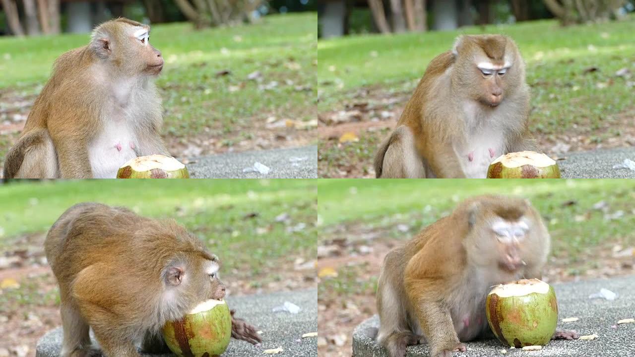 猴子吃椰子i